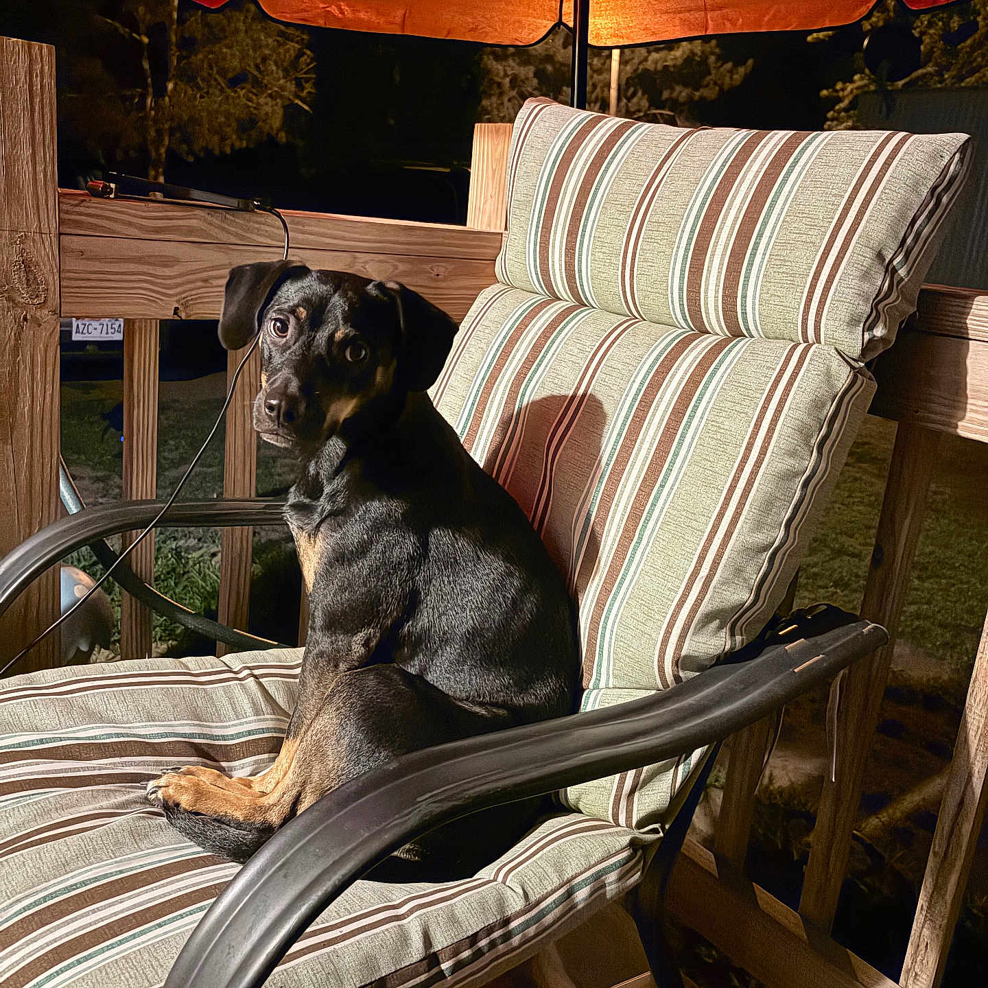 Kiki is registered to the contest to win money with this photo: alone, animal, black_and_tan, calm, chair, curious, cushion, dog, domestic, looking, metal_armrest, night, outdoor, pet, porch, quiet, relaxed, striped_cushion, umbrella, wooden_deck
