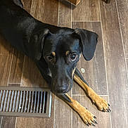 Kiki is registered to the contest to win money with this photo: dog, black_dog, tan_paws, wooden_floor, vent, indoor, pet, animal, canine, looking_up, ears, face, paws, flooring, brown_floor, curious, waiting, companion, domestic_animal, cute