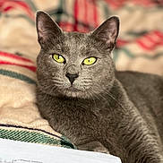 Casper joined the competition — help win amazing prizes! animal, bedroom, blanket, cat, closeup, cozy, domestic_animal, ears, feline, fur, gray_cat, indoors, looking_at_camera, pet, portrait, relaxed, resting, soft_fabric, whiskers, yellow_eyes