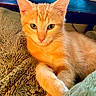 Ember joined the competition — help win amazing prizes! cat, kitten, orange_cat, ginger_cat, fur, whiskers, ears, eyes, nose, paws, animal, pet, portrait, close_up, lying_down, lounging, blanket, cushion, indoor, cozy