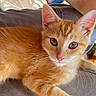 Ember joined the competition — help win amazing prizes! cat, kitten, orange_tabby, feline, pet, animal, close_up, portrait, fluffy, whiskers, ears, pink_nose, green_eyes, striped_fur, ginger, sitting, lap, indoor, sunlight, adorable