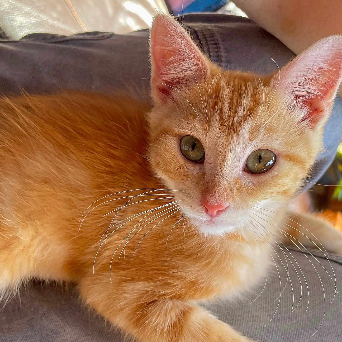 Ember