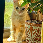 Ember joined the competition — help win amazing prizes! cat, kitten, ginger_cat, orange_cat, feline, pet, animal, sitting, portrait, greenhouse, houseplant, potted_plant, leaves, window, sunlight, indoors, wooden_surface, patterned_pot, cozy, fluffy