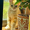 cat, kitten, ginger_cat, orange_cat, feline, pet, animal, sitting, portrait, greenhouse, houseplant, potted_plant, leaves, window, sunlight, indoors, wooden_surface, patterned_pot, cozy, fluffy