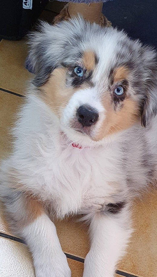 Sheyko participe au concours pour gagner de l'argent avec cette photo : australian_collie, australian_shepherd, canidae, carnivore, companion_dog, dog, dog_breed, fawn, fur, herding_dog, miniature_australian_shepherd, plant, puppy, snout, sporting_group, terrestrial_animal, toy_dog, whiskers, working_animal, working_dog