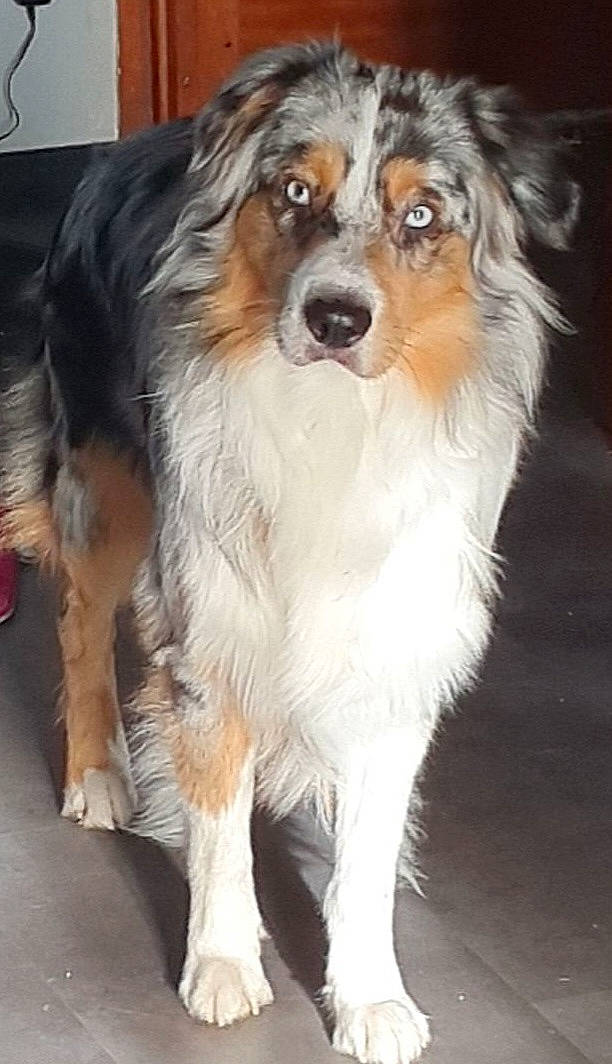 Sheyko a rejoint le concours — aidez-le/la à gagner de superbes lots ! canidae, carnivore, companion_dog, dog, dog_breed, fur, snout, sporting_group, terrestrial_animal, whiskers, working_animal, working_dog