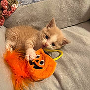 Dennis joined the competition — help win amazing prizes! kitten, cat, orange, white, plush_toy, halloween, jack_o_lantern, couch, blanket, cozy, pet, playful, indoor, fur, paw, cute, small, animal, toy, relaxing