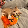 kitten, cat, orange, white, plush_toy, halloween, jack_o_lantern, couch, blanket, cozy, pet, playful, indoor, fur, paw, cute, small, animal, toy, relaxing