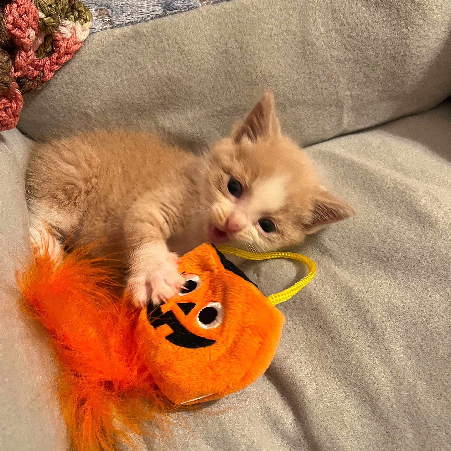 Dennis joined the competition — help win amazing prizes! kitten, cat, orange, white, plush_toy, halloween, jack_o_lantern, couch, blanket, cozy, pet, playful, indoor, fur, paw, cute, small, animal, toy, relaxing