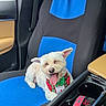 dog, pet, car_seat, blue, black, white_dog, bowtie, happy, tongue_out, inside_car, vehicle, seat_cover, leather, window, sunlight, relaxed, small_dog, companion, cute, travel