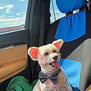 Marcopolo joined the competition — help win amazing prizes! dog, car_interior, blue_seat_cover, bow_tie, sunlight, green_blanket, window, sky, clouds, happy, tongue_out, pet, fluffy_ears, seat, leather_door_panel, daytime, small_dog, cute, companion, travel