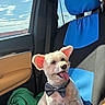 dog, car_interior, blue_seat_cover, bow_tie, sunlight, green_blanket, window, sky, clouds, happy, tongue_out, pet, fluffy_ears, seat, leather_door_panel, daytime, small_dog, cute, companion, travel