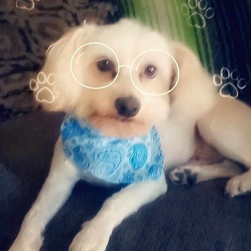 Marco Polo