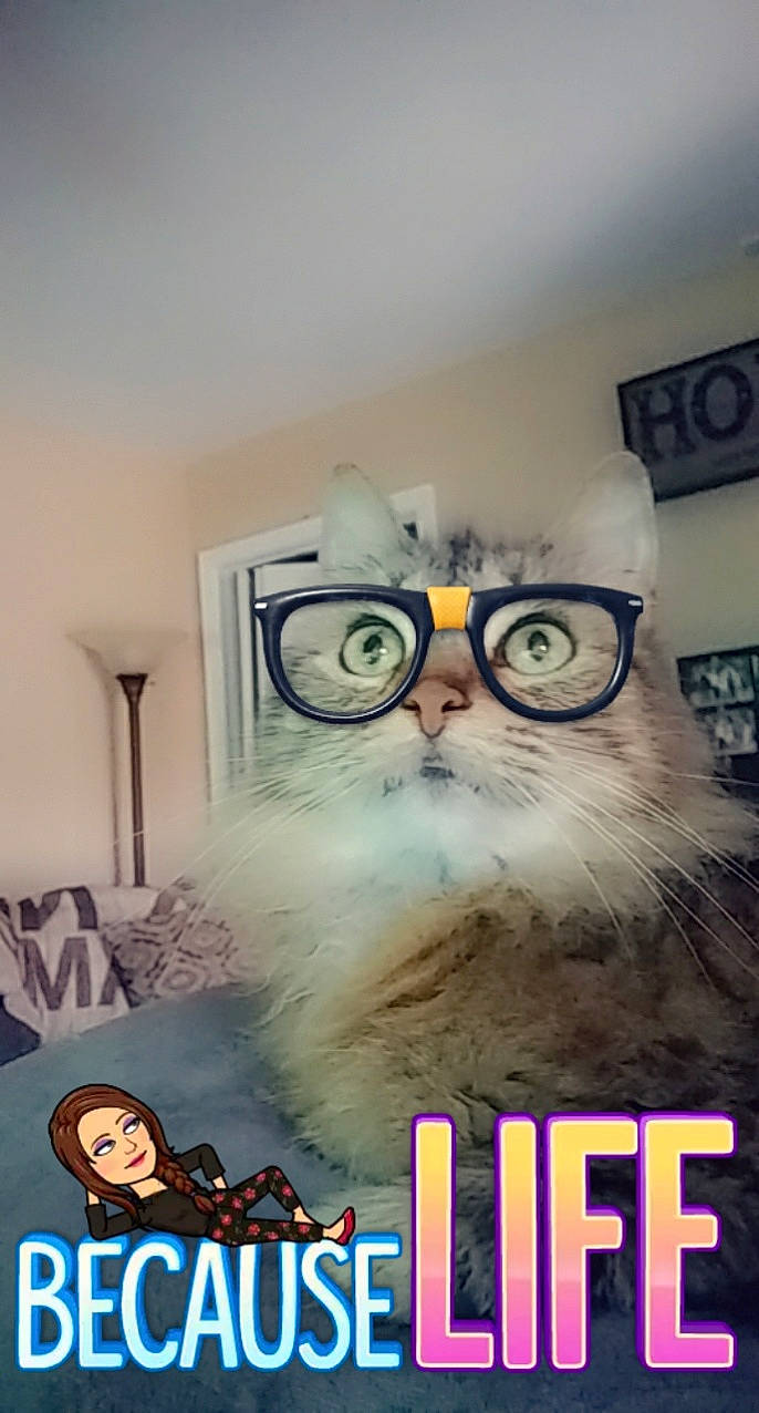 Kikki is registered to the contest to win money with this photo: cat, eyewear, felidae, glasses, person, photo_caption, photography, poster, room, small_to_medium_sized_cats, vision_care, whiskers