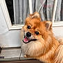 Tobie is registered to the contest to win money with this photo: brown_fur, close_up, curtain, dog, door, floor, fluffy, furry, glass, happy, indoor, orange_fur, pet, pomeranian, portrait, small_dog, smiling, teeth, tongue, window