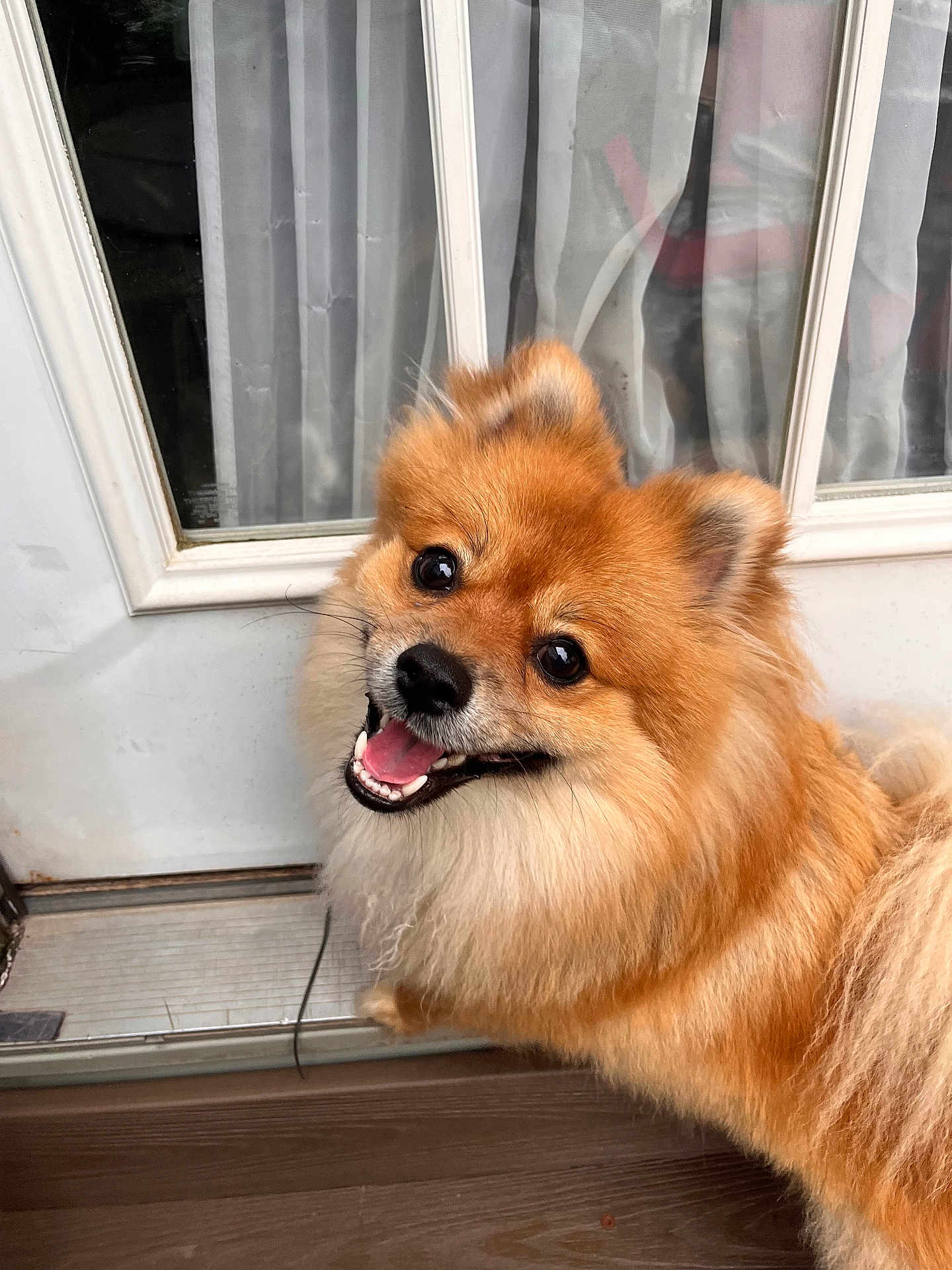 Tobie is registered to the contest to win money with this photo: brown_fur, close_up, curtain, dog, door, floor, fluffy, furry, glass, happy, indoor, orange_fur, pet, pomeranian, portrait, small_dog, smiling, teeth, tongue, window