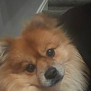 Tobie joined the competition — help win amazing prizes! dog, pomeranian, pet, fluffy, fur, face, eyes, nose, portrait, close_up, indoors, staircase, carpet, human, glasses, photo_bomb, cozy, home, brown, white