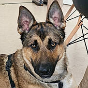 Buddy participe au concours pour gagner de l'argent avec cette photo : dog, german_shepherd, pet, indoors, floor, harness, animal, canine, ears, eyes, resting, furniture, shoe, black_harness, closeup, domestic_animal, looking_at_camera, brown_fur, black_fur, alert