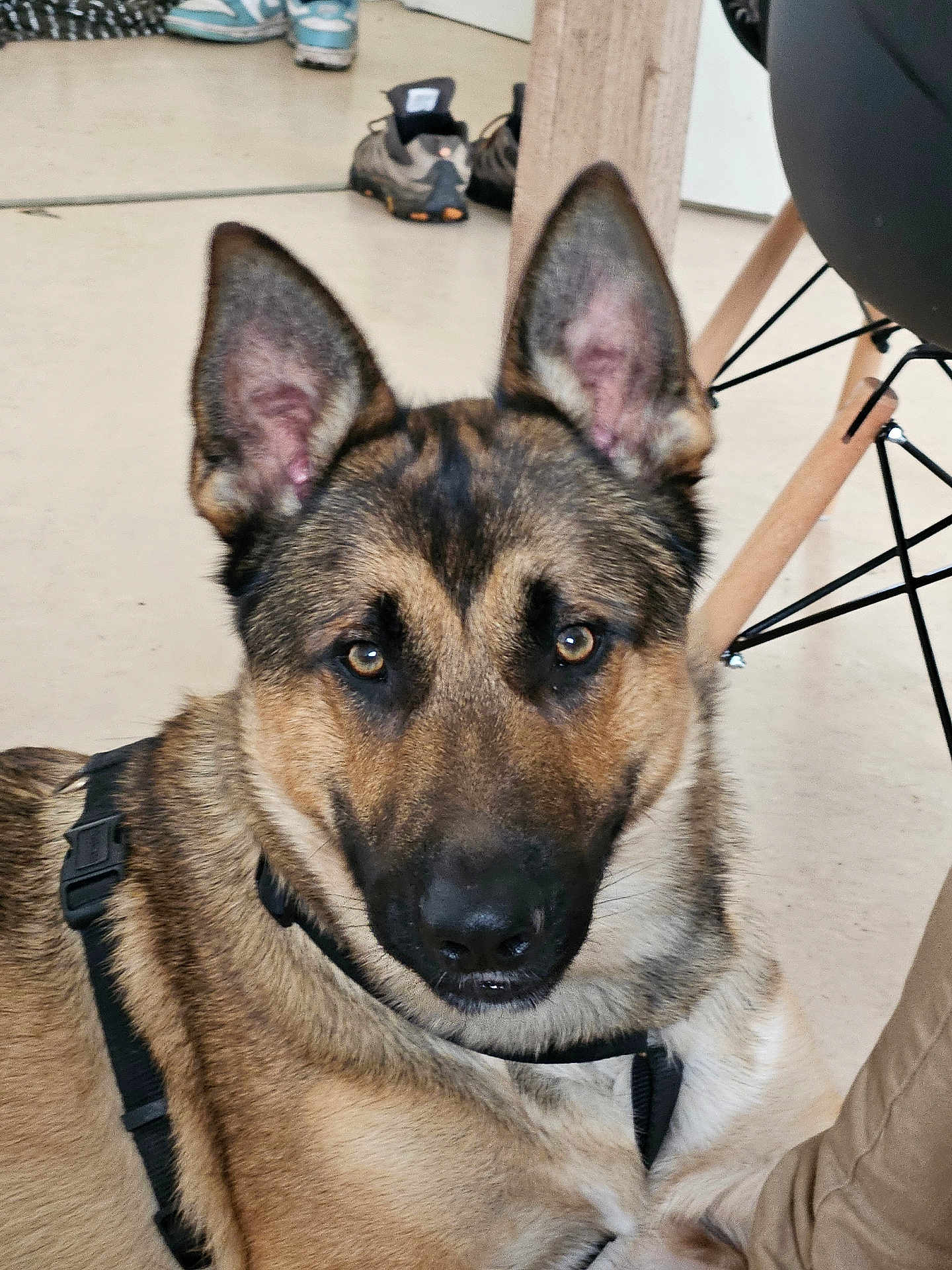 Buddy participe au concours pour gagner de l'argent avec cette photo : dog, german_shepherd, pet, indoors, floor, harness, animal, canine, ears, eyes, resting, furniture, shoe, black_harness, closeup, domestic_animal, looking_at_camera, brown_fur, black_fur, alert