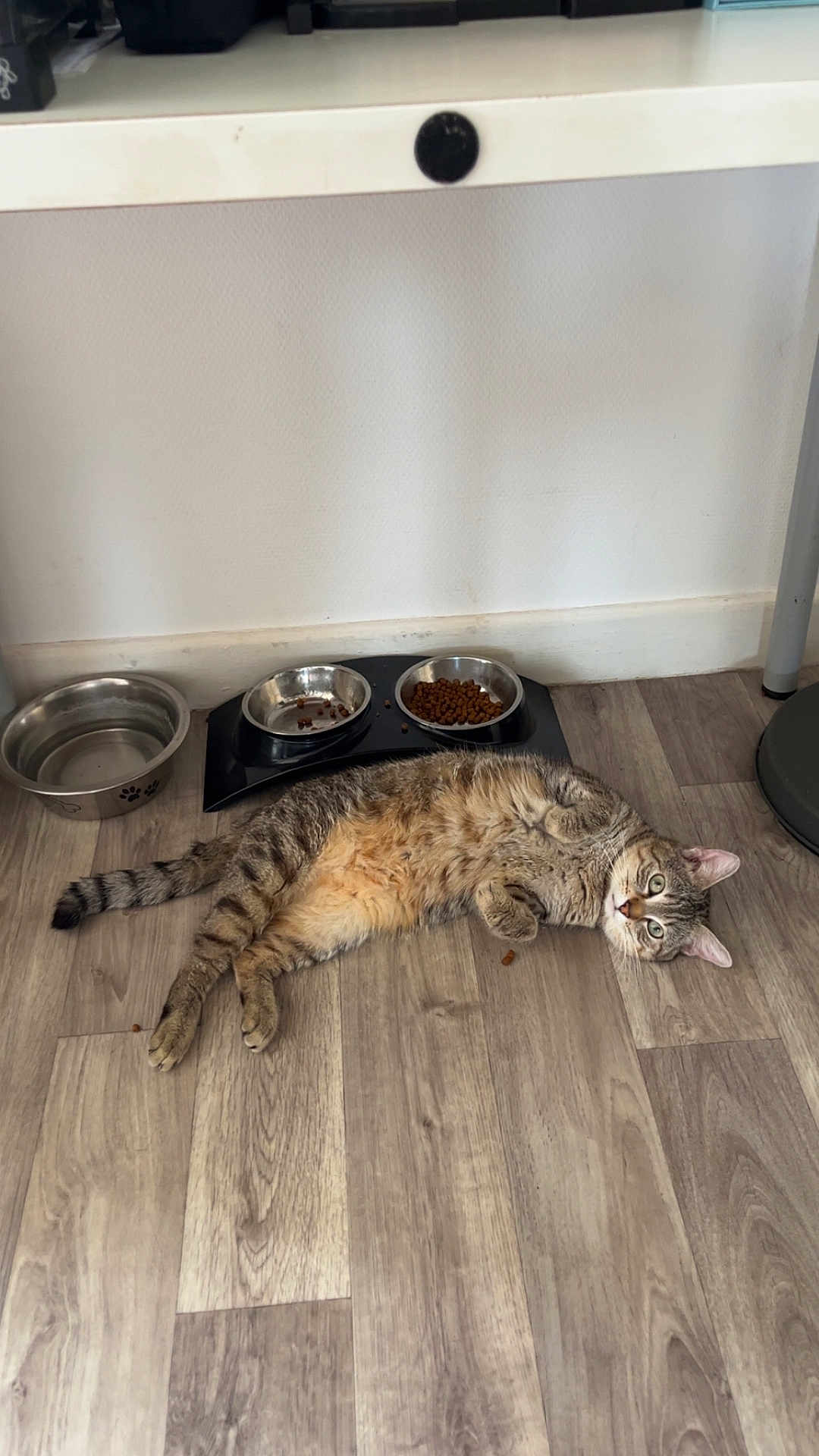 Loki a rejoint le concours — aidez-le/la à gagner de superbes lots ! cat, tabby_cat, pet, indoor, floor, food_bowl, water_bowl, feeding_station, wooden_floor, curious, lying_down, domestic_cat, feline, striped, relaxed, household, animal, mammal, whiskers, ears