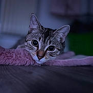 Loki a rejoint le concours — aidez-le/la à gagner de superbes lots ! cat, tabby, close_up, pet, animal, indoor, blanket, soft, fur, face, eyes, cute, resting, cozy, blurred_background, pink, floor, whiskers, ears, domestic_cat