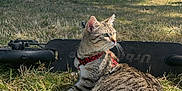 Loki a rejoint le concours — aidez-le/la à gagner de superbes lots ! cat, tabby_cat, grass, outdoor, tree, sunlight, scooter, harness, pet, animal, nature, daytime, greenery, relaxing, mammal, fur, whiskers, tail, park, blue_sky
