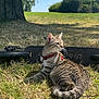 cat, tabby_cat, grass, outdoor, tree, sunlight, scooter, harness, pet, animal, nature, daytime, greenery, relaxing, mammal, fur, whiskers, tail, park, blue_sky