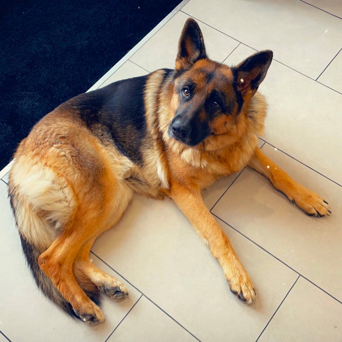 Loona participe au concours pour gagner de l'argent avec cette photo : canidae, carnivore, companion_dog, dog, dog_breed, east_european_shepherd, fawn, foot, fur, german_shepherd_dog, herding_dog, king_shepherd, old_german_shepherd_dog, snout, sporting_group, terrestrial_animal, working_animal, working_dog