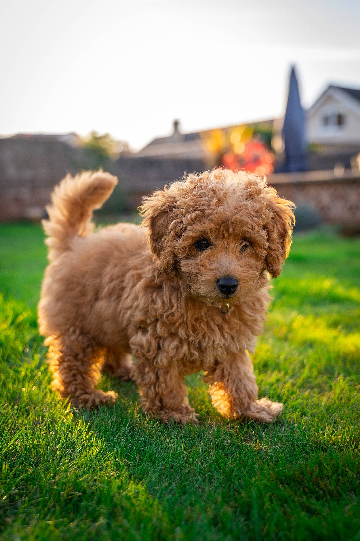 Bramble joined the competition — help win amazing prizes! canidae, carnivore, chair, companion_dog, dog, dog_breed, grass, labradoodle, maltepoo, plant, poodle_crossbreed, puppy, sky, small_terrier, snout, sporting_group, terrier, toy_dog, vertebrate, water_dog