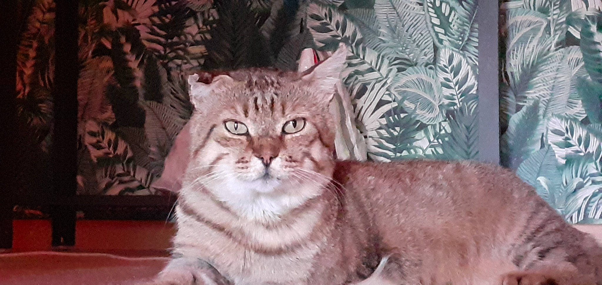 Hubert participe au concours pour gagner de l'argent avec cette photo : art, carnivore, cat, domestic_short_haired_cat, eye, fawn, felidae, fur, paint, plant, sitting, small_to_medium_sized_cats, snout, tail, terrestrial_animal, tree, visual_arts, whiskers, wildlife, window