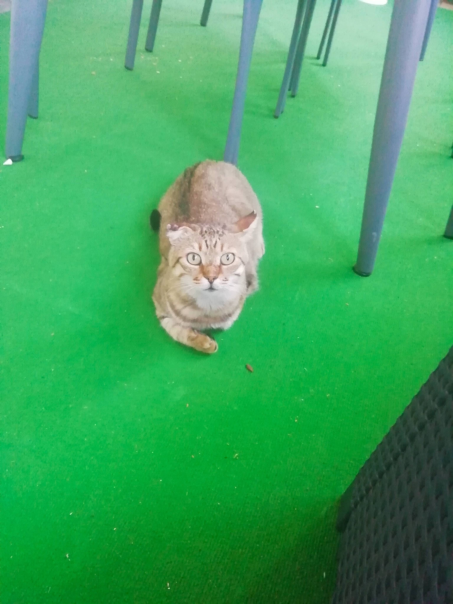 Hubert participe au concours pour gagner de l'argent avec cette photo : canidae, carnivore, cat, chair, companion_dog, dog_breed, domestic_short_haired_cat, fawn, felidae, flooring, fur, grass, small_to_medium_sized_cats, snout, sporting_group, tail, terrestrial_animal, toy_dog, whiskers, wildlife