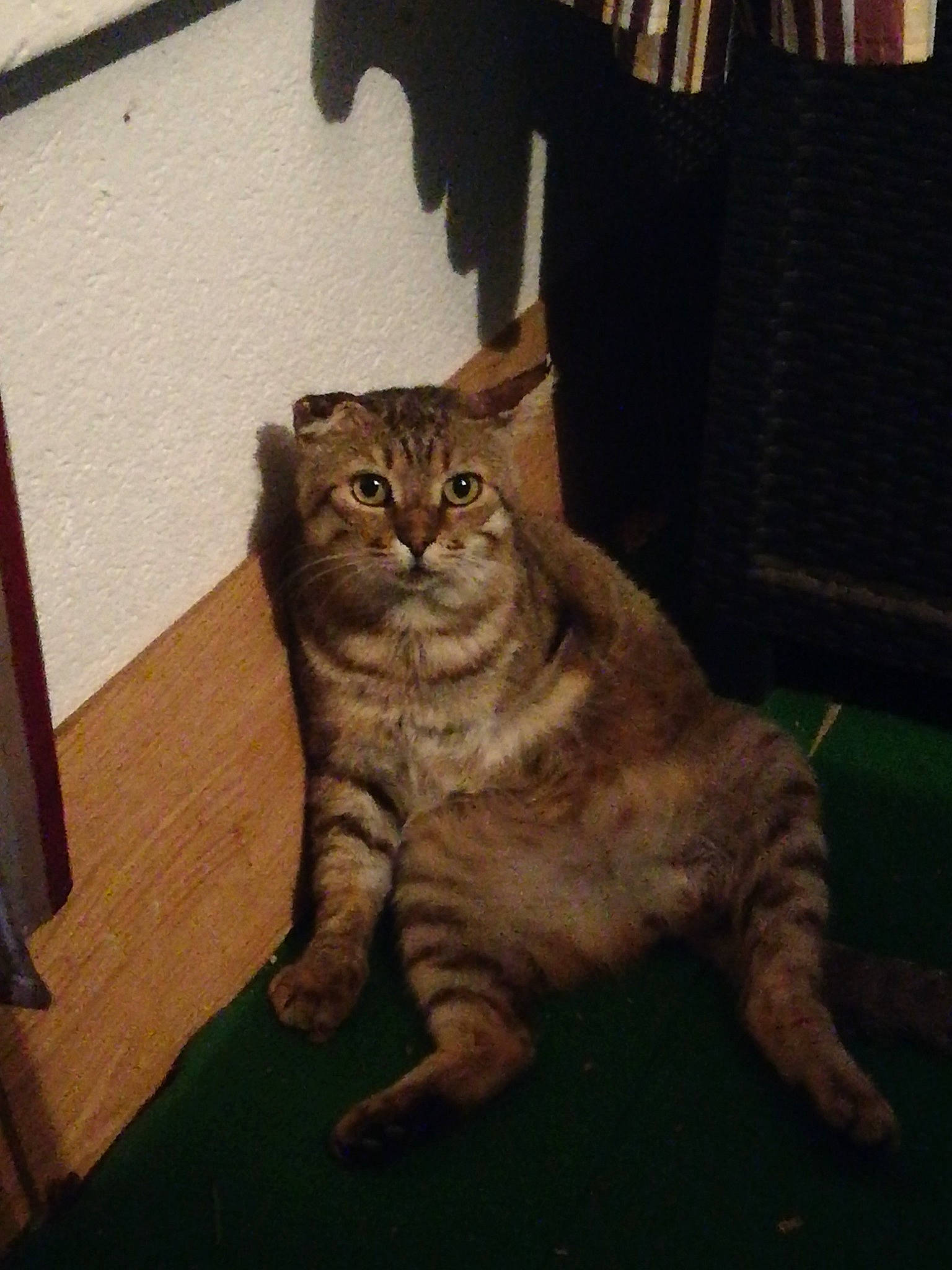 Hubert a rejoint le concours — aidez-le/la à gagner de superbes lots ! carnivore, cat, chair, comfort, domestic_short_haired_cat, door, fawn, felidae, flooring, fur, hardwood, paw, small_to_medium_sized_cats, snout, tail, terrestrial_animal, tree, whiskers, window, wood