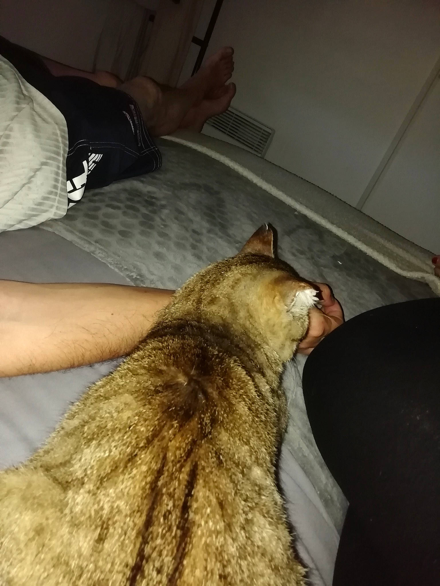 Hubert a rejoint le concours — aidez-le/la à gagner de superbes lots ! canidae, carnivore, cat, claw, comfort, dog_breed, domestic_short_haired_cat, elbow, fawn, felidae, flooring, fur, jaw, room, small_to_medium_sized_cats, snout, sporting_group, tail, whiskers, wrist