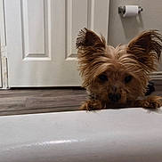 Bella is registered to the contest to win money with this photo: dog, small_dog, bathroom, bathtub, toilet, door, floor, wood_floor, curious, ears, pet, animal, indoor, peeking, fur, brown_fur, cute, household, home, companion