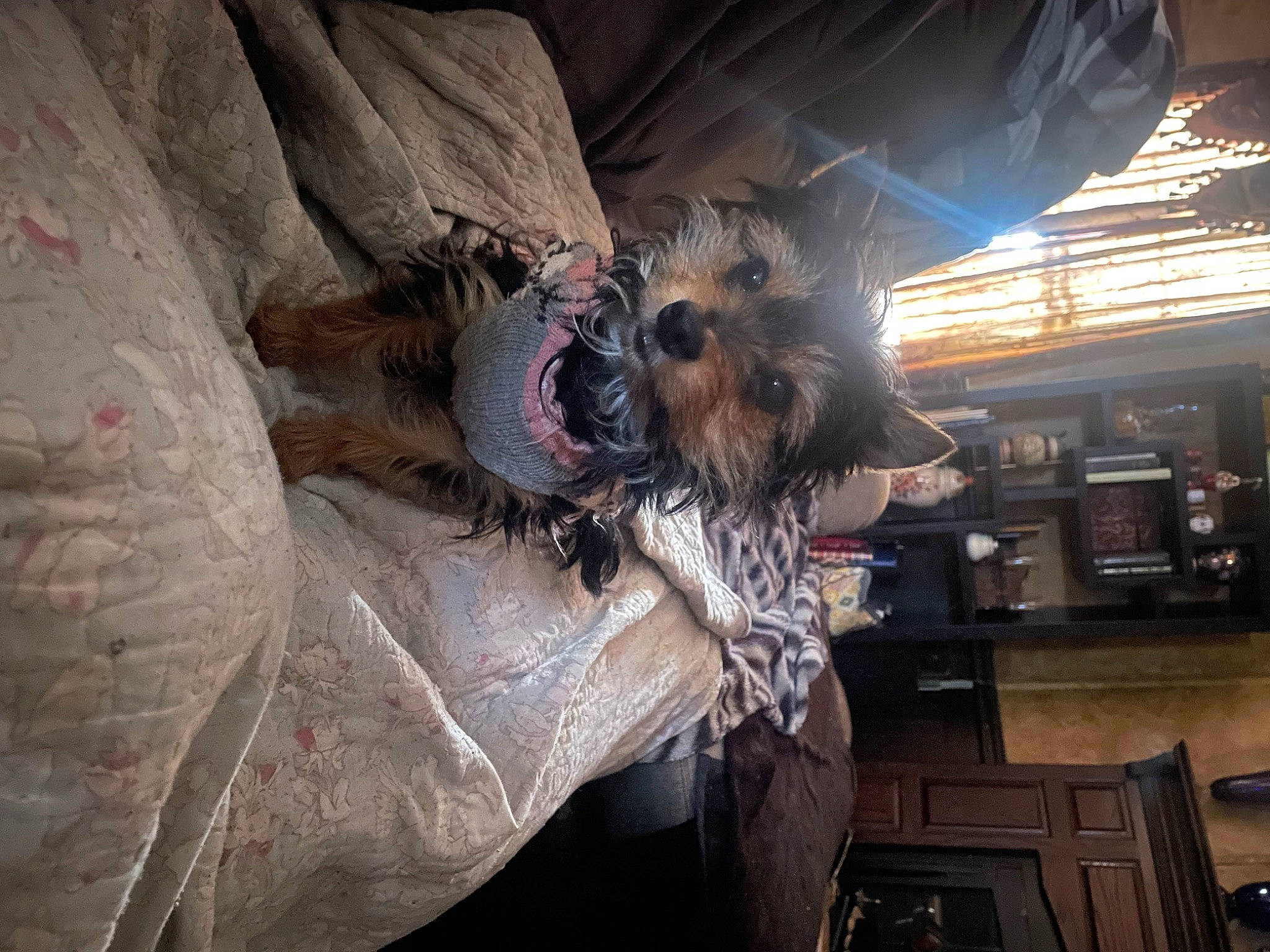 Mr. Brownie is registered to the contest to win money with this photo: canidae, carnivore, companion_dog, dog, dog_breed, feather, felidae, fur, glove, small_terrier, snout, soil, sporting_group, terrier, toy_dog, tree, wing, wood