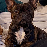 Bear joined the competition — help win amazing prizes! animal, bed, blanket, brindle, canine, companion, cozy, cute, dog, domestic_animal, ears, face, french_bulldog, fur, indoor, looking, lying_down, mammal, pet, resting