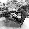 adult_hands, baby, black_and_white, blanket, close_up, cozy, family, feet, foot, hands, indoors, infant, monochrome, newborn, parenting, portrait, soft_lighting, swaddled, tattoo, toes