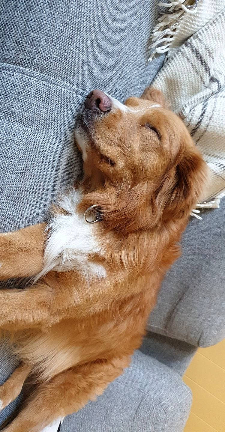 Max is registered to the contest to win money with this photo: canidae, carnivore, cocker_spaniel, companion_dog, dog, dog_breed, dog_collar, fawn, fur, gun_dog, hardwood, liver, paw, pet_supply, retriever, spaniel, sporting_group, whiskers, wood, working_animal