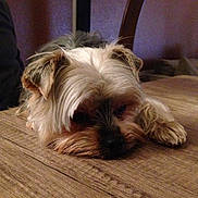 India a rejoint le concours — aidez-le/la à gagner de superbes lots ! australian_silky_terrier, biewer_terrier, cairn_terrier, carnivoran, companion_dog, dog, dog_breed, dog_breed_group, dog_crossbreeds, dog_like_mammal, morkie, small_terrier, snout, sporting_lucas_terrier, terrier, vulnerable_native_breeds, yorkshire_terrier