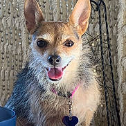 Ruby is registered to the contest to win money with this photo: dog, small_dog, pet, indoor, smiling, ears, fur, collar, heart_tag, toy, bowl, curtain, furniture, closeup, canine, happy, animal, domestic, cute, portrait
