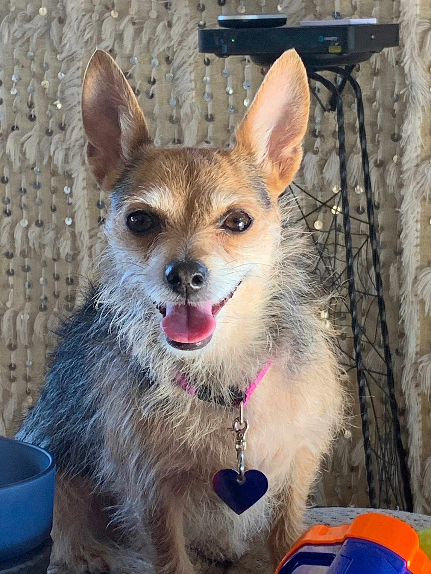Ruby is registered to the contest to win money with this photo: dog, small_dog, pet, indoor, smiling, ears, fur, collar, heart_tag, toy, bowl, curtain, furniture, closeup, canine, happy, animal, domestic, cute, portrait
