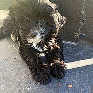 Bella joined the competition — help win amazing prizes! puppy, dog, black_fur, white_patch, curly_fur, animal, pet, outdoor, sunlight, floor, wooden_post, cute, young_dog, lying_down, closeup, small, adorable, fur_texture, shadow, daylight