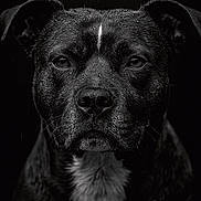 Layka participe au concours pour gagner de l'argent avec cette photo : dog, portrait, black_and_white, wet, animal, pet, face, fur, close_up, expression, studio, dark_background, moody, intense, canine, headshot, droplets, texture, whiskers, focused