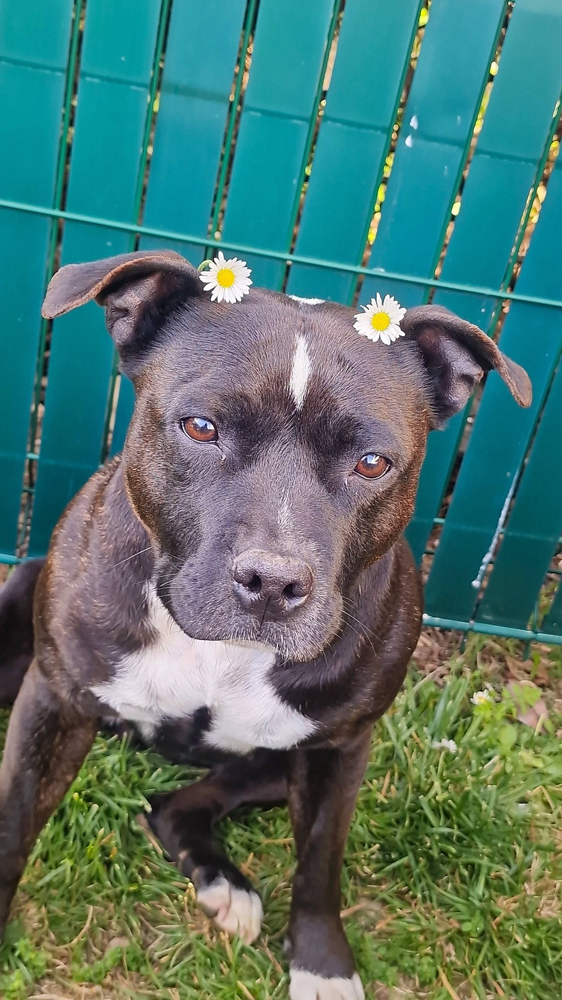 Layka participe au concours pour gagner de l'argent avec cette photo : canidae, carnivore, collar, companion_dog, dog, dog_breed, dog_collar, dog_supply, fawn, fence, grass, mesh, non_sporting_group, pet_supply, plant, sporting_group, terrestrial_animal, whiskers, working_animal, working_dog