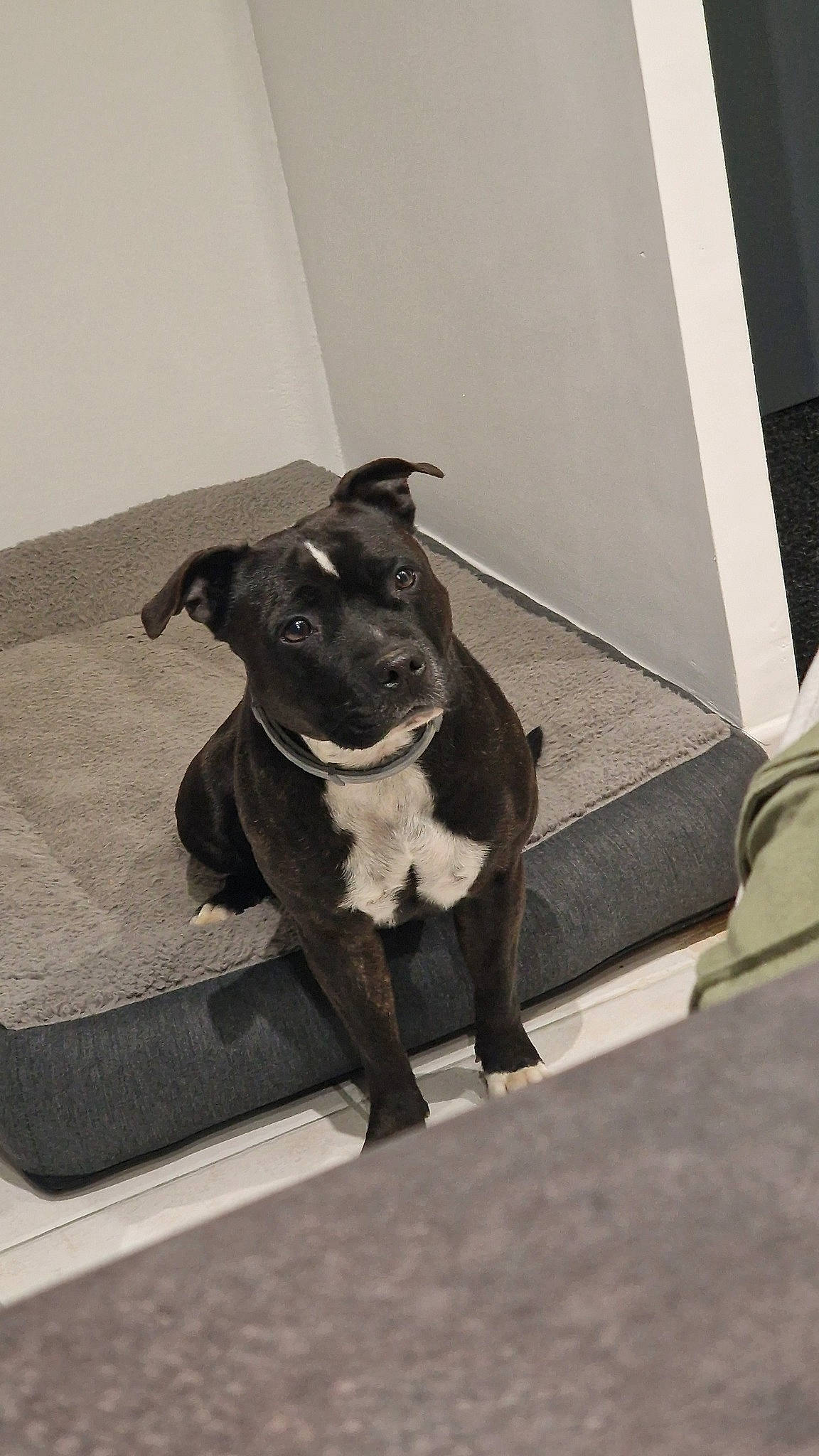 Layka a rejoint le concours — aidez-le/la à gagner de superbes lots ! borador, canidae, carnivore, collar, companion_dog, dog, dog_breed, dog_collar, fawn, flooring, fur, grey, guard_dog, leash, snout, sporting_group, tail, toy_dog, whiskers, working_animal