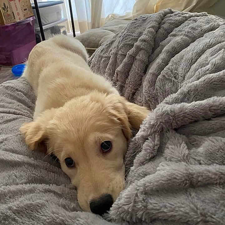 Callie joined the competition — help win amazing prizes! animal, bed, bedroom, blanket, canine, dog, furniture, goldenretriever, indoors, pet, puppy, quilt, room