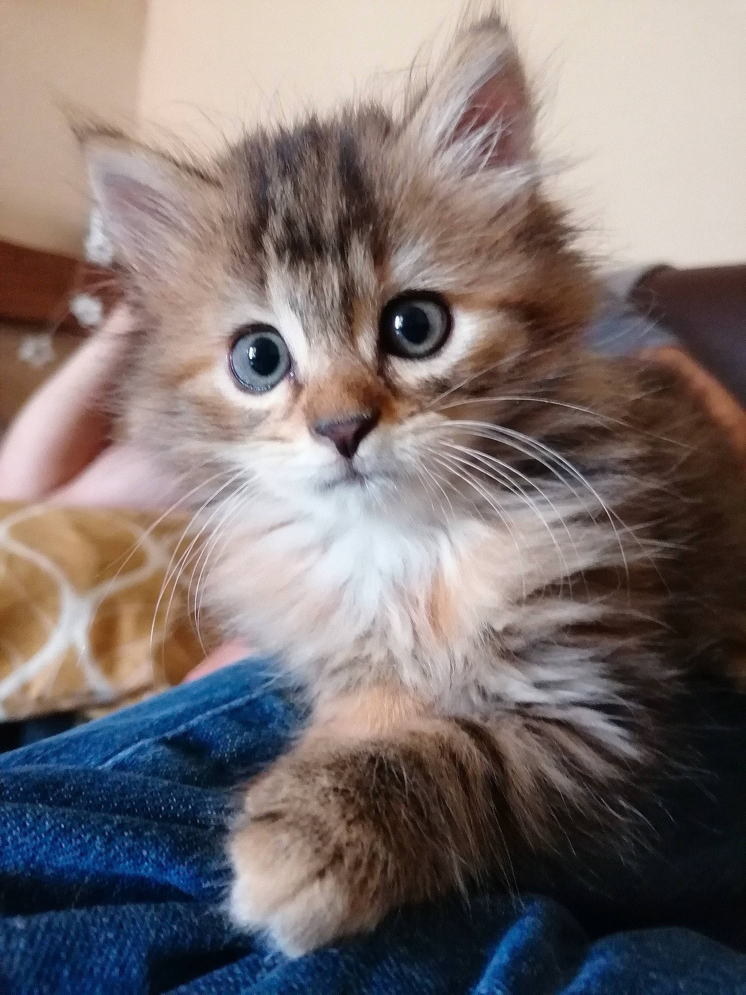 Galipette participe au concours pour gagner de l'argent avec cette photo : blue, box, british_longhair, carnivore, cat, claw, comfort, domestic_short_haired_cat, electric_blue, fawn, felidae, flooring, fur, lap, paw, sitting, small_to_medium_sized_cats, snout, tail, whiskers