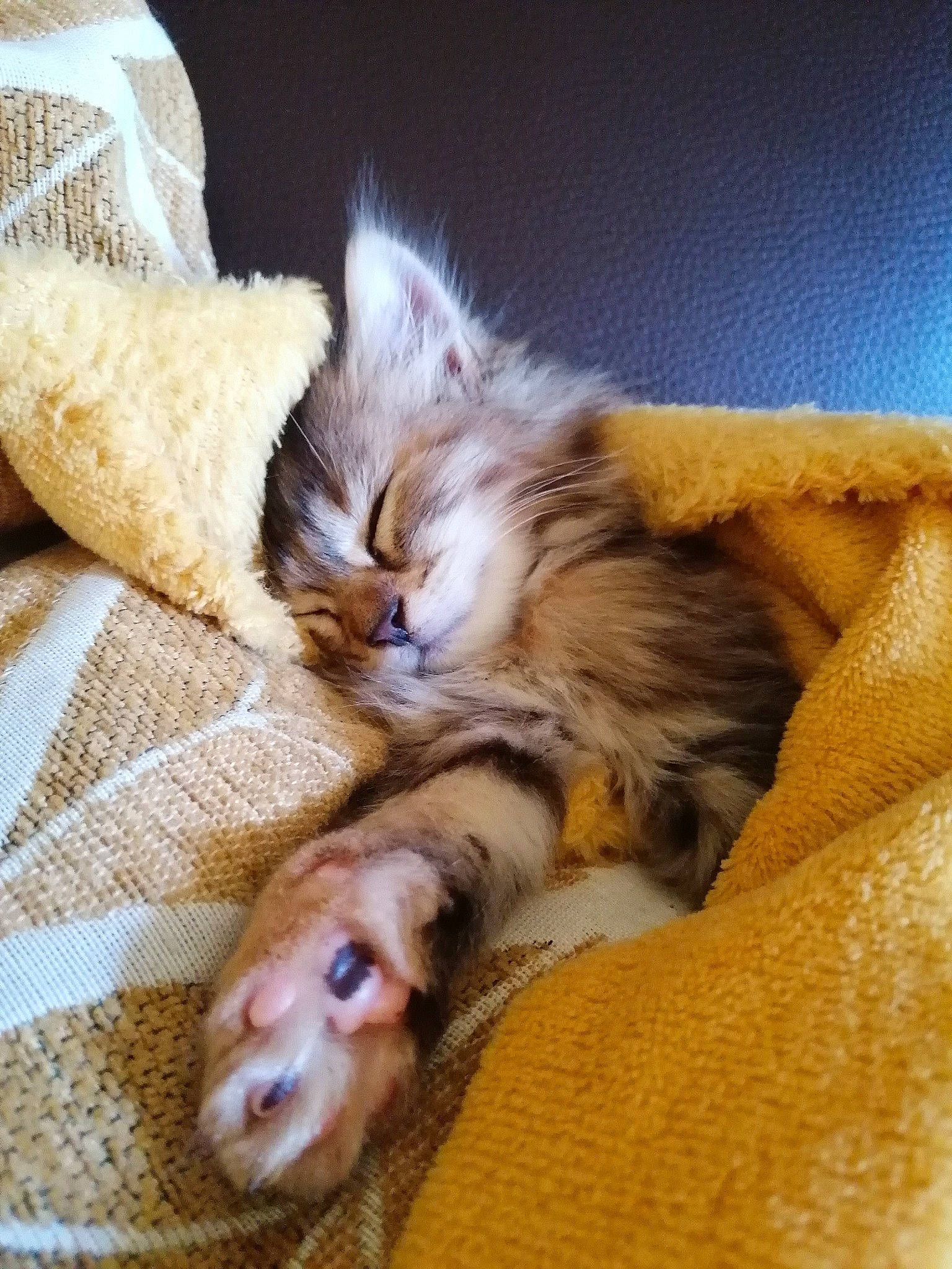 Galipette a rejoint le concours — aidez-le/la à gagner de superbes lots ! canidae, carnivore, cat, claw, comfort, companion_dog, dog_breed, domestic_short_haired_cat, fawn, felidae, foot, fur, paw, small_to_medium_sized_cats, snout, sporting_group, tail, toe, whiskers, wood