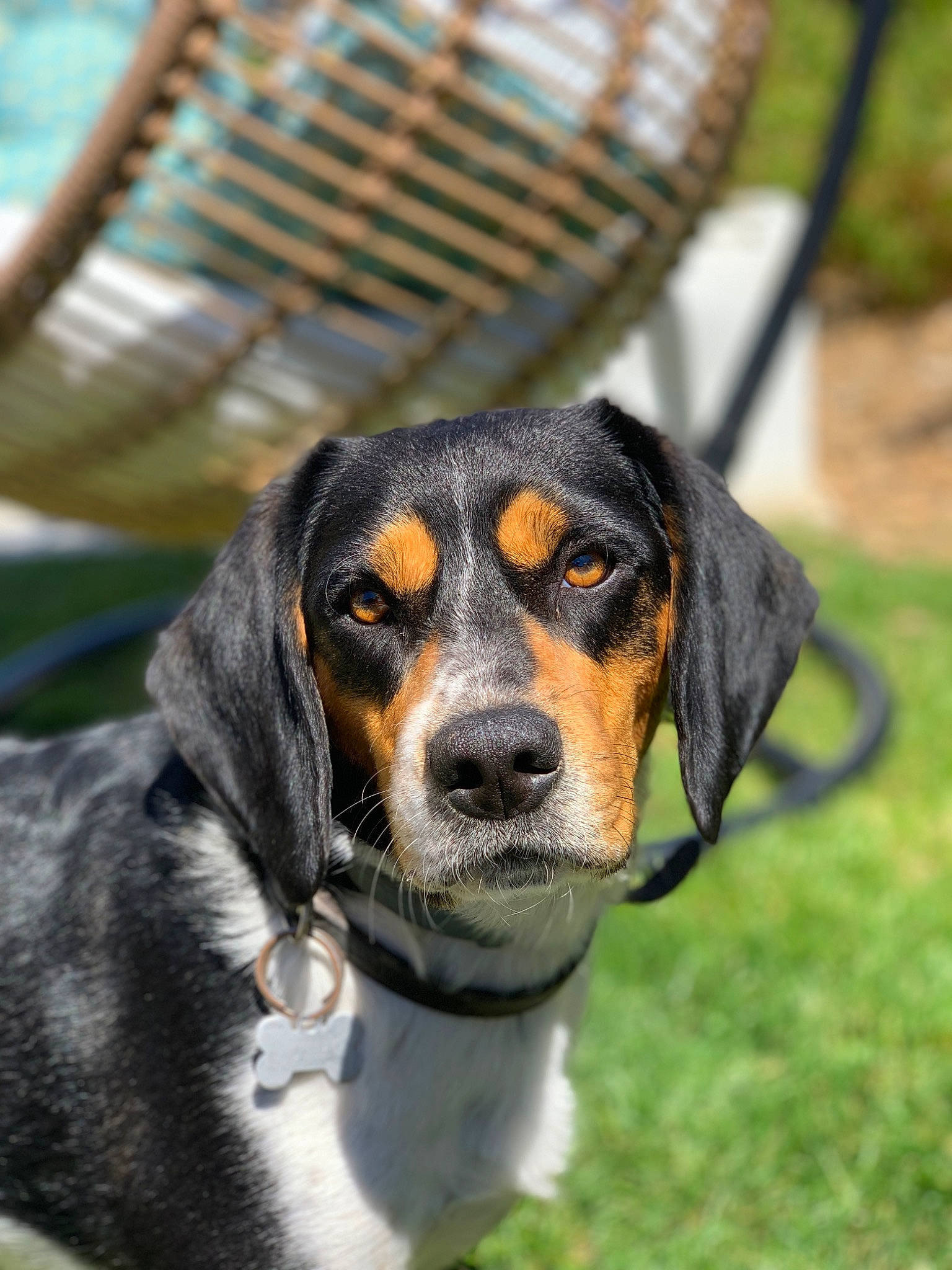 Romeo a rejoint le concours — aidez-le/la à gagner de superbes lots ! canidae, carnivore, chair, companion_dog, dog, dog_breed, grass, hound, hunting_dog, plant, puppy, scent_hound, service, snout, sporting_group, whiskers, working_dog