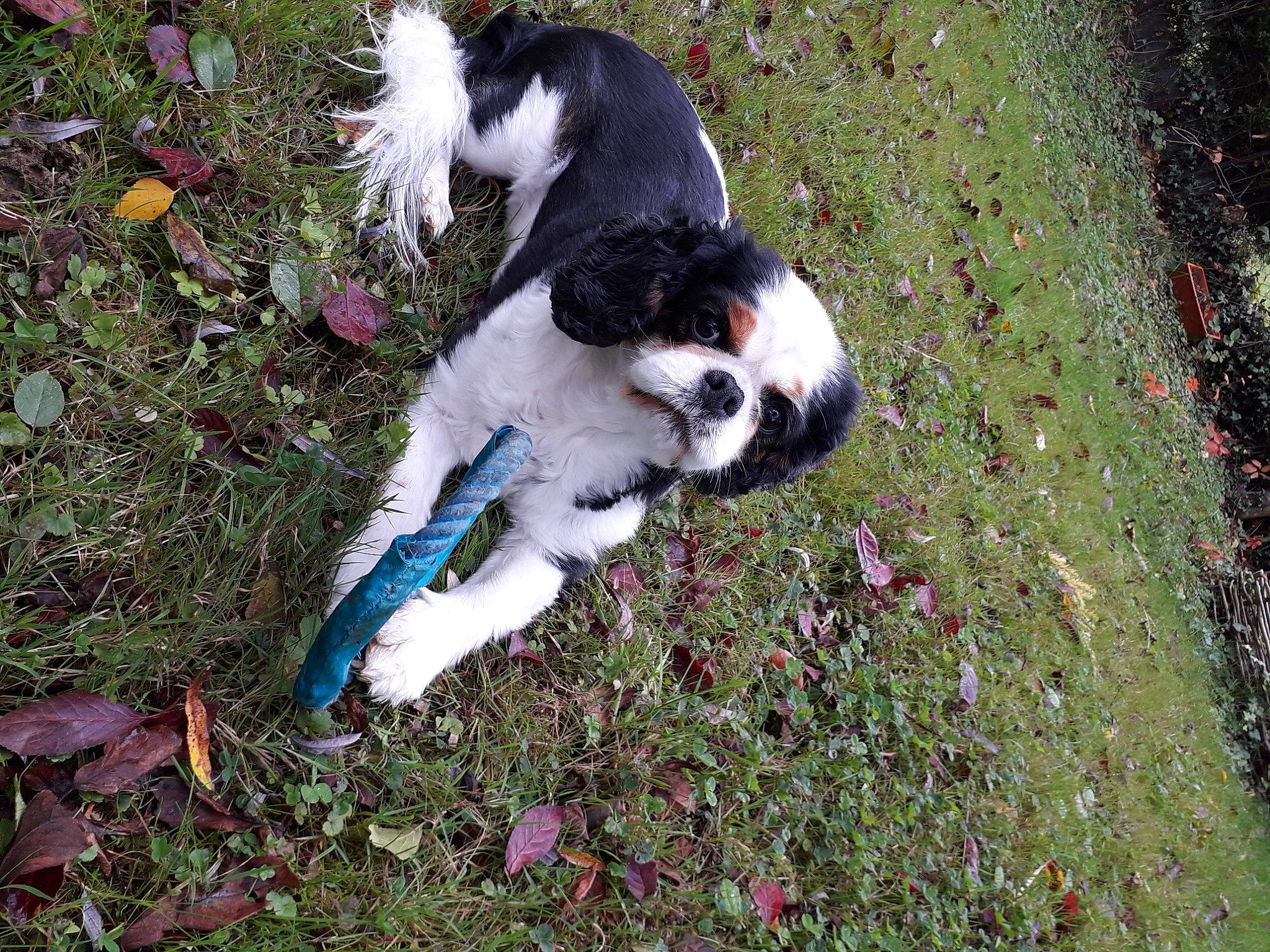 Kiki participe au concours pour gagner de l'argent avec cette photo : canidae, carnivore, companion_dog, dog, dog_breed, fawn, fur, grass, groundcover, non_sporting_group, plant, shrub, soil, sporting_group, tail, terrestrial_animal, tree, working_dog